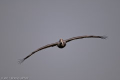 Brown_Pelican_on_the_Wing_Glide_Aransas_Pass