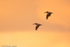 Brown_Pelicans_Morning_Flight_at_Sunrise_Mustang_Island_Texas