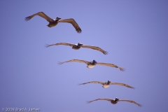 Brown_Pelicans_in_Formation_Padre_National_Seashore