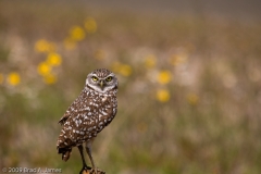 Burrowing_Owl_Cape_Coral_Florida