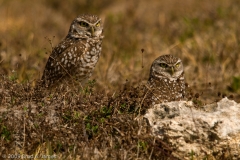 Burrowing_Owls_Cape_Coral_Florida