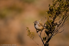 Cactus_Wren_Dog_Canyon_Alamogordo_New_Mexico