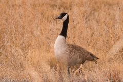 Canadian_Goose_Bosque_Del_Apache_NWR_New_Mexico