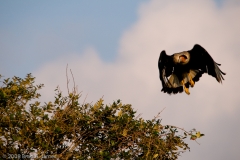 CaraCara_Landing_Packery_Channel_Corpus_Christi_Bay_Texas