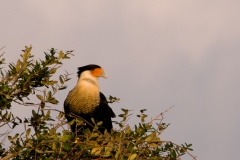 CaraCara_Packery_Channel_Corpus_Christi_Bay_Texas