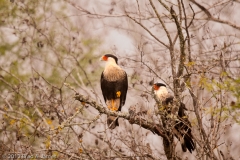 Caracara_Pair_in_the_Fog_Refugio_Texas