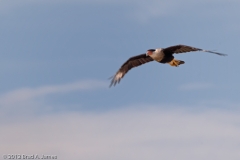 Caracara_in_Flight_Padre_National_Seashore