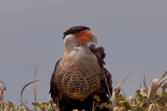 Caracara_on_Sand_Dune_Padre_Island_National_Seashore