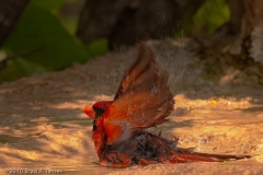 Cardinal_Bathing_South_Llano_River_State_Park