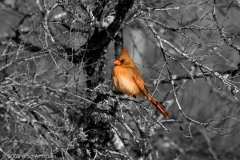 Cardinal_Female_Against_Black_and_White_Background_McKinney_Falls_State_Park_Texas