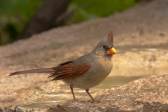 Cardinal_Female_South_Llano_River_State_Park