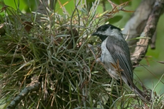 Carolina_Chickadee_McKinney_Falls_State_Park_Texas