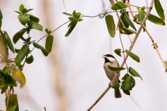 Carolina_Chickadee_Singing_McKinney_Falls_State_Park_Texas