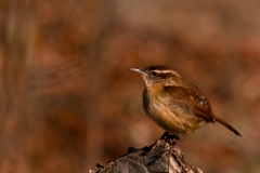 Carolina_Wren_Inks_Lake_State_Park