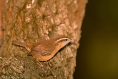 Carolina_Wren_Lake_Texana_State_Park_Texas