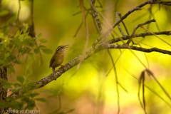 Carolina_Wren_McKinney_Falls_State_Park