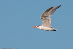 Caspian_Tern_Port_Aransas_Texas