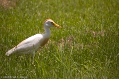 Cattle_Egret_-_B._A._Steinhagen_Reservoir