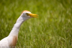 Cattle_Egret_Head_Shot-_B._A._Steinhagen_Reservoir