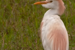 Cattle_Egret_in_Breeding_Plumage_Rockport_Texas