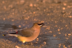 Cedar-Waxwing