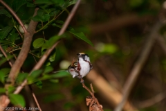 Chestnut-sided_Warbler_Port_Aransas_Texas