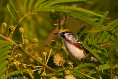 Chestnut-sided_Warbler_South_Padre_Island_Texas