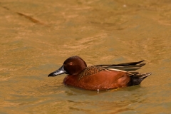 Cinnamon_Teal_Mustang_Island_Texas