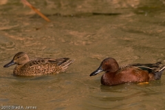 Cinnamon_Teal_Pair_Mustang_Island_Texas