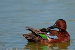 Cinnamon_Teal_Preening_Port_Aransas_Texas