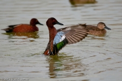 Cinnamon_Teal_Wings_Forward_Port_Aranasas_Texas