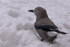 Clark_s_Nutcracker_Yellowstone