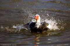 Cleaning_up_Local_Pond_Austin_Texas