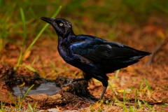 Common_Grackle_Male_Rockport_Texas