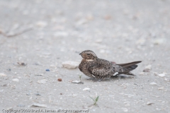 Common_Night_Hawk_Aransas_Pass_Texas