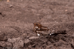 Common_Nighthawk_Rockport_Texas