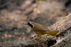 Common_Yellowthroat_Warbler_Port_Aransas_Texas