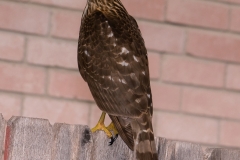 Cooper_s_Hawk_Austin_Texas