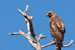 Cooper_s_Hawk_San_Bernard_NWR_Texas