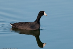 Coot_Port_Aransas_Texas