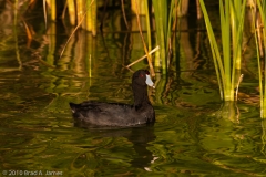 Coot_in_Grass_Port_Aransas_Texas