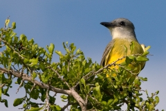 Couch_s_Kingbird_Bentsen-_Rio_Grande_State_Park_Texas