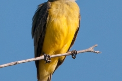 Couch_s_Kingbird_Hazel_Bazemore_Park_Corpus_Christi_Texas