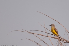 Couch_s_Kingbird_King_Ranch_Texas