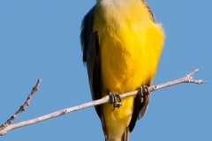 Couch_s_Kingbird_Singing_Hazel_Bazemore_Park_Corpus_Christi_Texas