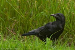 Crow_Brazos_Bend_State_Park