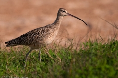 Curlew_Rockport_Texas