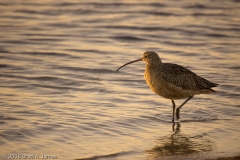 Curlew_Rockport_Texas_1