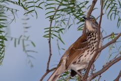 Curved-bill_Thrasher_Bentsen-_Rio_Grande_State_Park_Texas