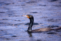 Double-crested_Cormorant_Homosassa_Springs_Florida